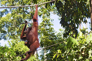 Image showing Borneo-Orang-Utan