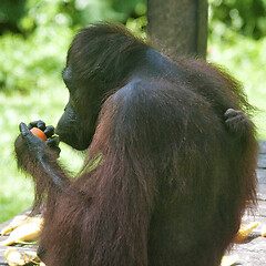 Image showing Borneo-Orang-Utan