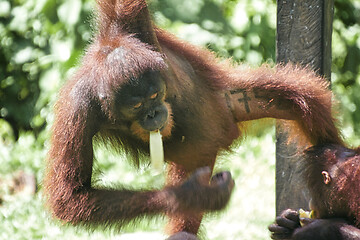 Image showing Borneo-Orang-Utan