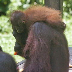 Image showing Borneo-Orang-Utan