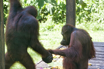 Image showing Borneo-Orang-Utan