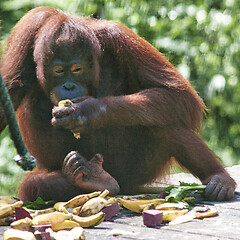 Image showing Borneo-Orang-Utan