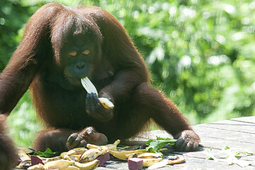 Image showing Borneo-Orang-Utan