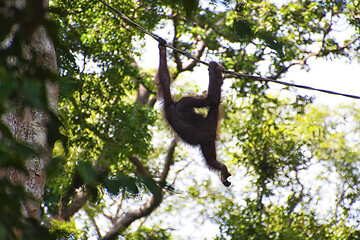 Image showing Borneo-Orang-Utan