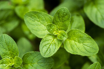 Image showing Twig of oregano