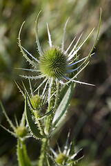 Image showing Green plant with egg-shaped head (teasel)