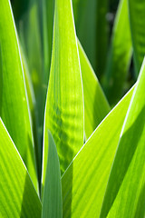 Image showing Blades of a plant