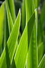 Image showing Blades of a plant