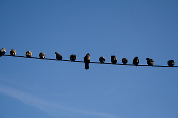 Image showing Birds on a wire
