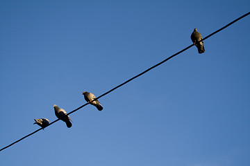 Image showing Birds on a wire