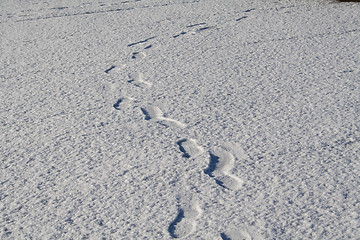 Image showing Footsteps in the snow