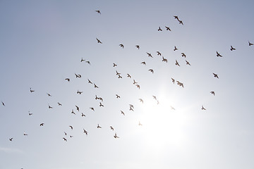 Image showing Birds in the sky