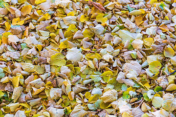 Image showing Yellow Leaves Fall