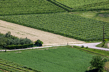 Image showing Green FIelds