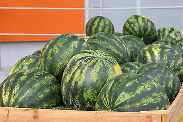 Image showing Watermelons Wholesale