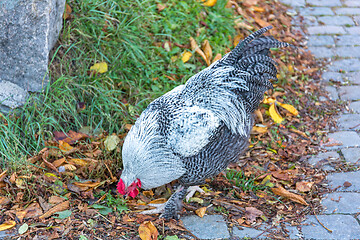 Image showing Rooster