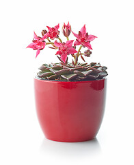 Image showing flowering grapto cactus in a red flower pot