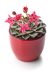 Image showing flowering grapto cactus in a red flower pot