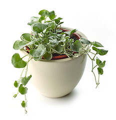 Image showing dichondra silver falls plant