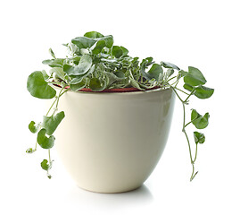 Image showing dichondra silver falls plant