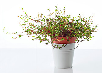 Image showing muehlenbeckia plant in white bucket