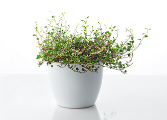 Image showing muehlenbeckia plant in white flower pot