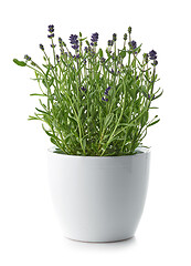 Image showing lavender in a white flower pot