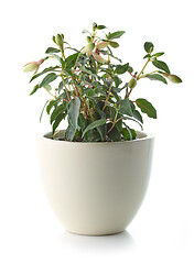 Image showing fucksia plant isolated