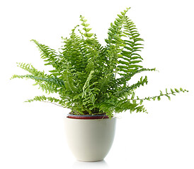 Image showing fern in a white flower pot