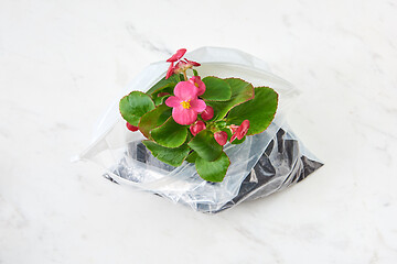 Image showing Evergreen houseplant in blossom in a plastic bag on a marble grey background.