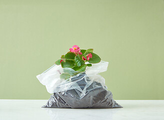 Image showing Blooming evergreen houseplant in a plastic bag on a duotone background.