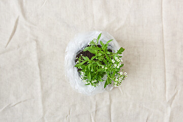 Image showing Blossoming green plant with tender flowers in a plastic bag. Top view.