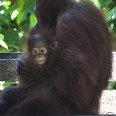 Image showing Borneo-Orang-Utan