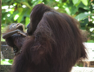 Image showing Borneo-Orang-Utan