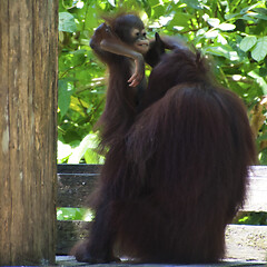 Image showing Borneo-Orang-Utan