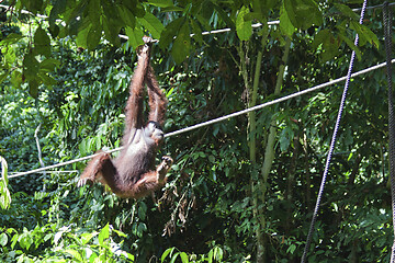 Image showing Borneo-Orang-Utan