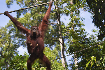 Image showing Borneo-Orang-Utan