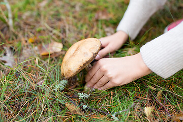 Image showing hands picking mushroom in autumn forest