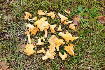 Image showing chanterelles mushrooms on ground in autumn forest