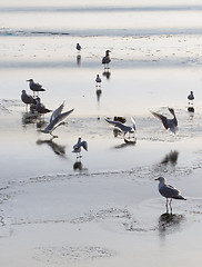 Image showing Seagulls on ice