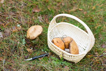 Image showing basket of mushrooms and knife in autumn forest