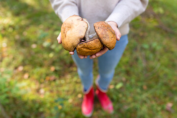 Image showing close up of woman holding mushrooms in forest