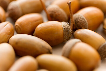 Image showing close up of acorns on white background