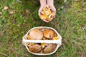 Image showing hands with mushrooms and basket in forest