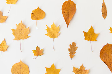 Image showing dry fallen autumn leaves on white background