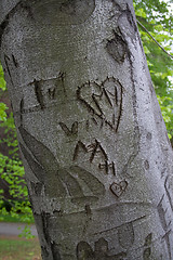 Image showing Love letter on tree trunk