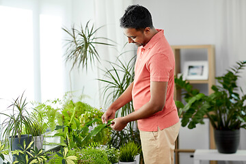 Image showing indian man taking care of houseplants at home