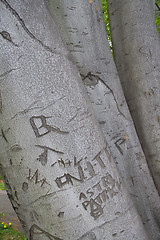 Image showing Love letter on tree trunk