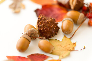 Image showing close up of acorns, chestnut shell, autumn leaves