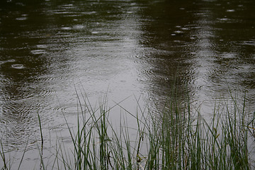 Image showing Raindrops on water